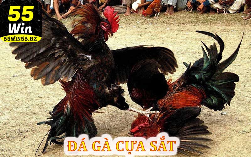 Đá gà cựa sắt tại nhà cái 55win