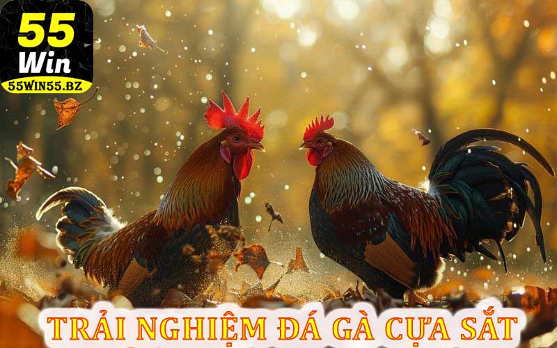 Trải Nghiệm Đá Gà Cựa Sắt Tại 55Win